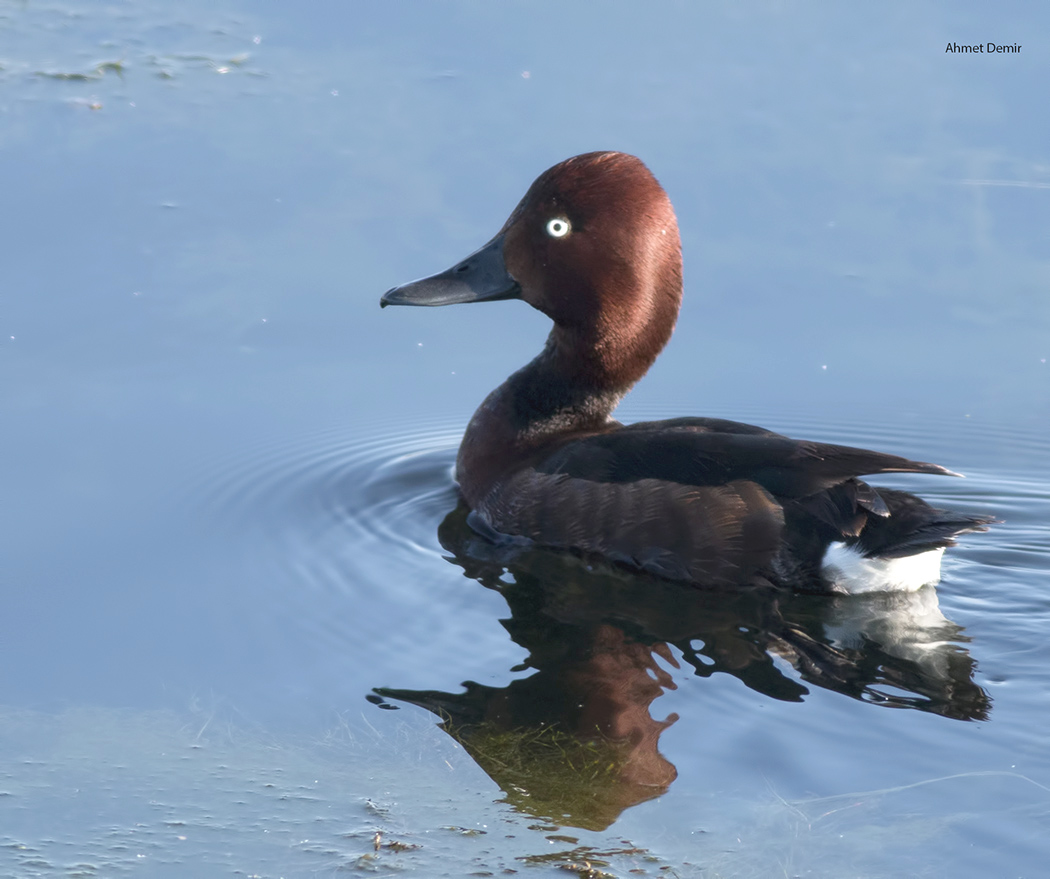 Ferruginous Duck